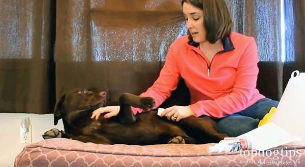 Effective Home Care for Dog Hot Spots: Quick Relief & Prevention