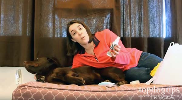 Effective Home Care for Dog Hot Spots: Quick Relief & Prevention