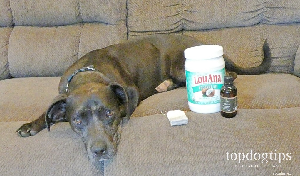 Effective Home Care for Dog Hot Spots: Quick Relief & Prevention