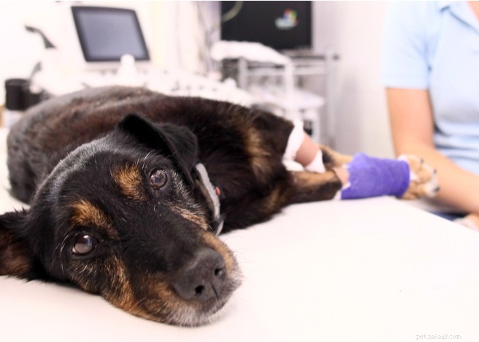 Comprehensive Dog Rehabilitation: Expert Physiotherapy Guide for Canine Recovery