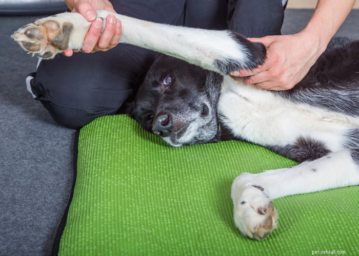 Comprehensive Dog Rehabilitation: Expert Physiotherapy Guide for Canine Recovery