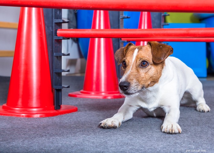 Comprehensive Dog Rehabilitation: Expert Physiotherapy Guide for Canine Recovery