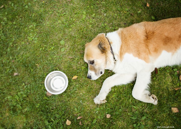 Comprehensive Dog Rehabilitation: Expert Physiotherapy Guide for Canine Recovery
