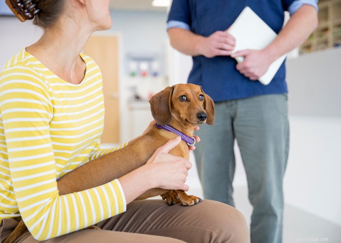 Comprehensive Dog Rehabilitation: Expert Physiotherapy Guide for Canine Recovery