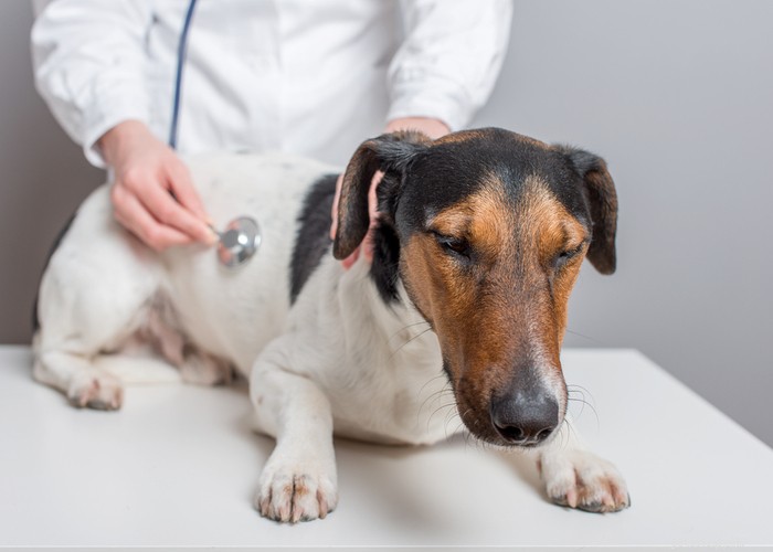 Comprehensive Dog Rehabilitation: Expert Physiotherapy Guide for Canine Recovery