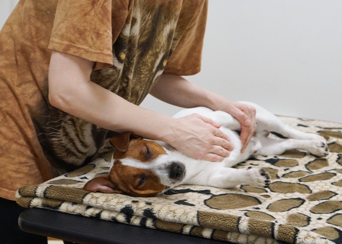 Comprehensive Dog Rehabilitation: Expert Physiotherapy Guide for Canine Recovery