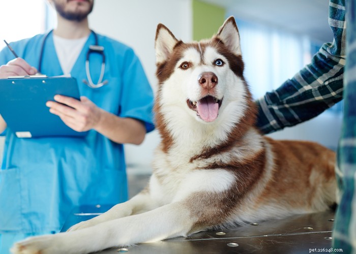 Comprehensive Dog Rehabilitation: Expert Physiotherapy Guide for Canine Recovery