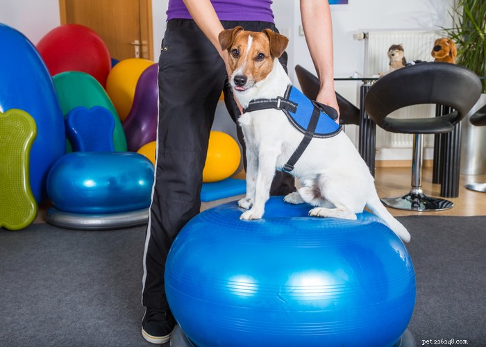 Comprehensive Dog Rehabilitation: Expert Physiotherapy Guide for Canine Recovery