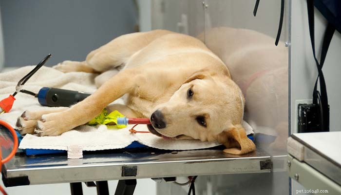 14 Proven Benefits of Spaying & Neutering Your Dog