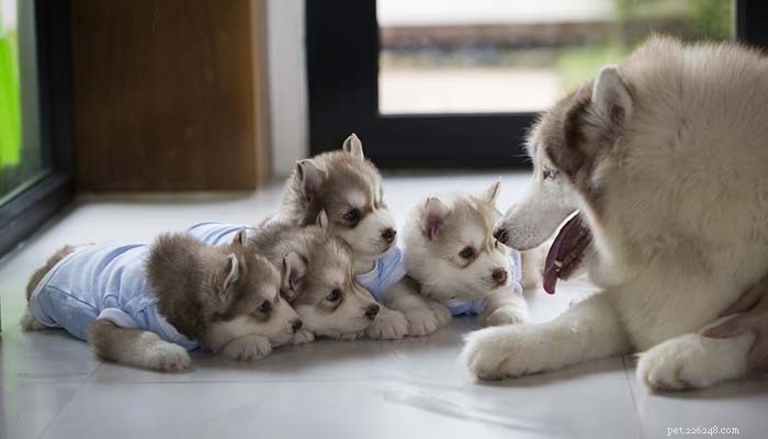 14 Proven Benefits of Spaying & Neutering Your Dog