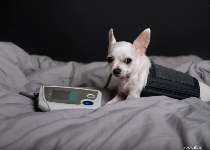 Recognizing and Managing Congestive Heart Failure in Dogs