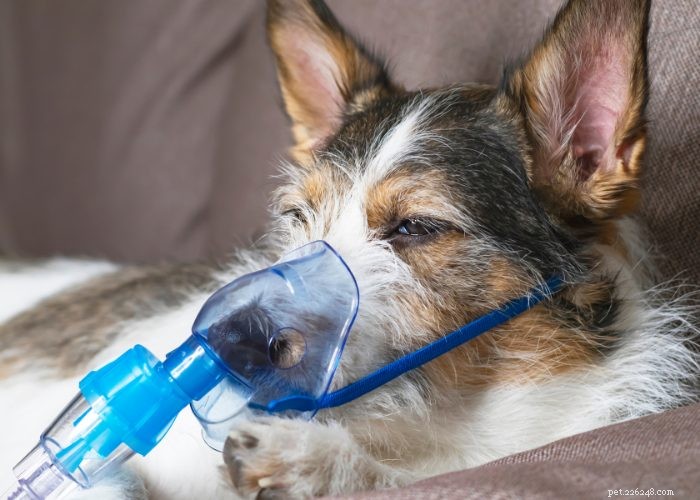 Recognizing and Managing Congestive Heart Failure in Dogs