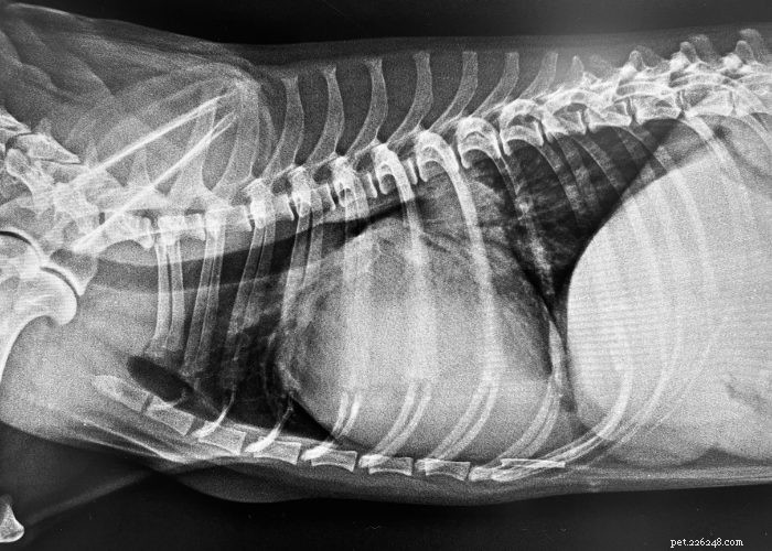 Recognizing and Managing Congestive Heart Failure in Dogs