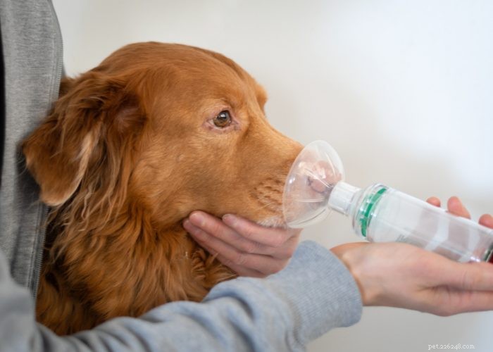 Recognizing and Managing Congestive Heart Failure in Dogs