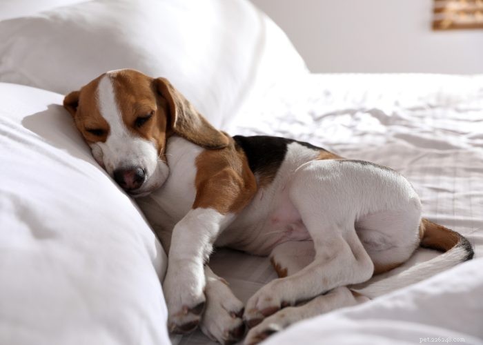 Recognizing and Managing Congestive Heart Failure in Dogs