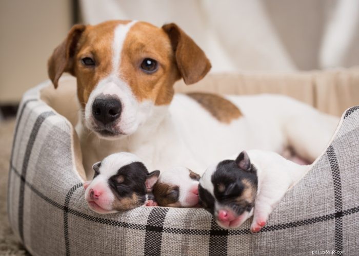 Recognizing and Managing Congestive Heart Failure in Dogs