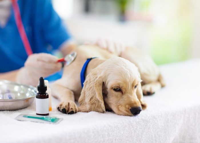 Recognizing and Managing Congestive Heart Failure in Dogs