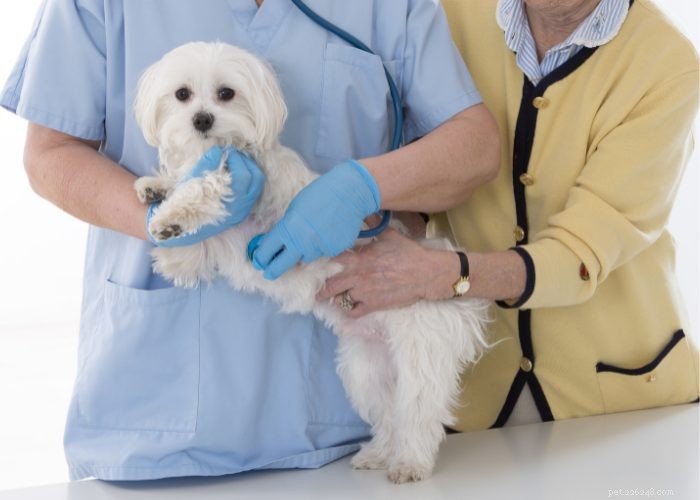 Recognizing and Managing Congestive Heart Failure in Dogs