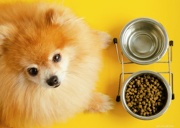 Recognizing and Managing Congestive Heart Failure in Dogs