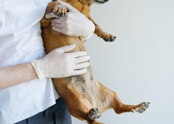 Recognizing and Managing Congestive Heart Failure in Dogs