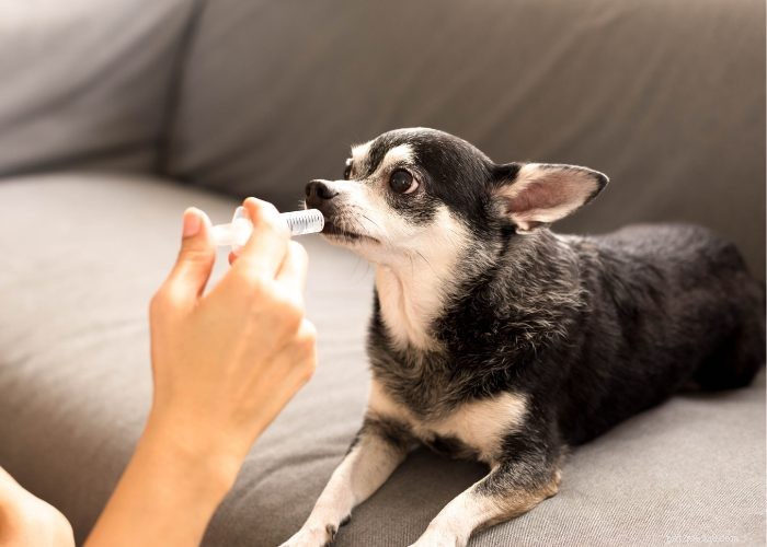 Recognizing and Managing Congestive Heart Failure in Dogs