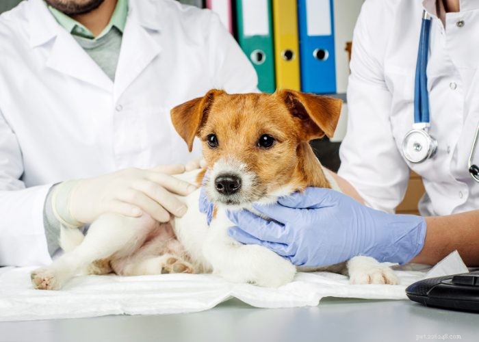 Recognizing and Managing Congestive Heart Failure in Dogs