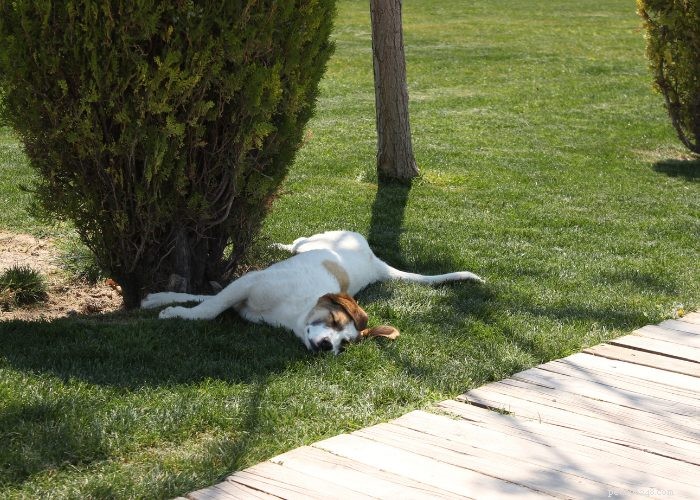 Recognizing and Managing Congestive Heart Failure in Dogs