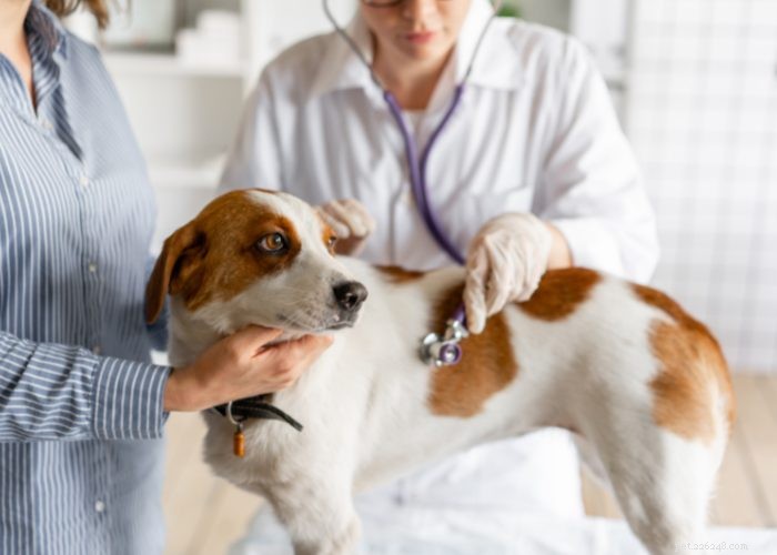 Recognizing and Managing Congestive Heart Failure in Dogs