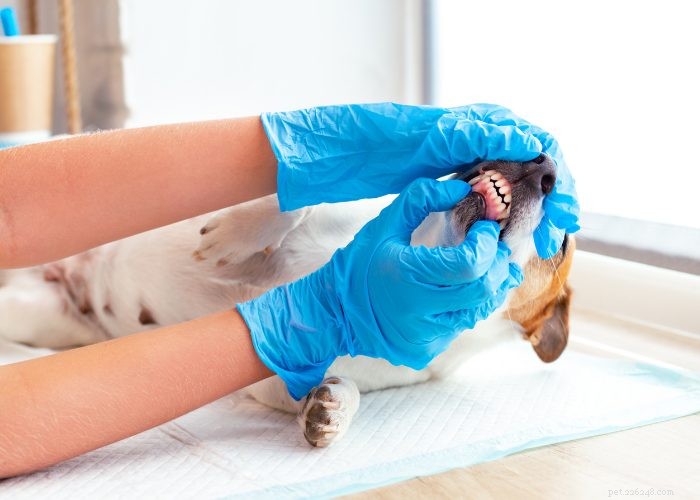 Recognizing and Managing Congestive Heart Failure in Dogs