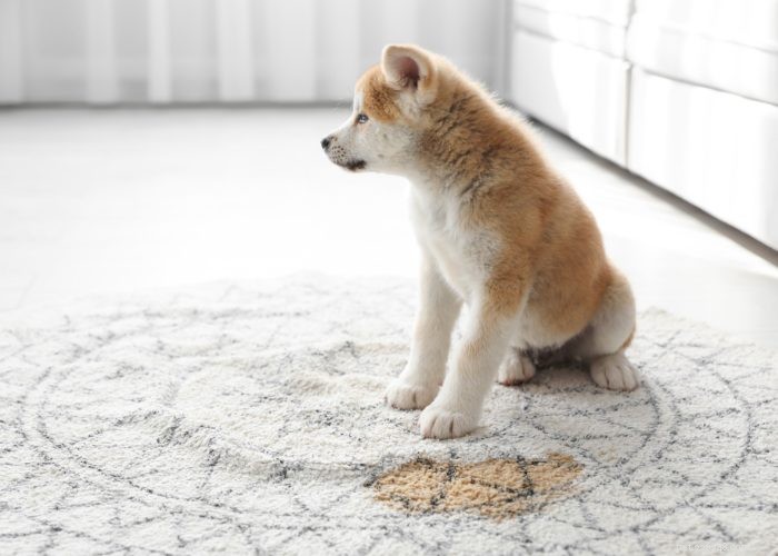 Recognizing and Managing Congestive Heart Failure in Dogs
