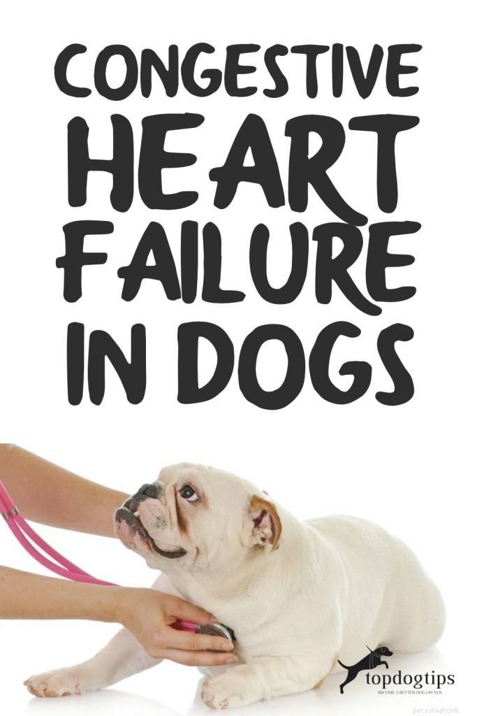 Recognizing and Managing Congestive Heart Failure in Dogs