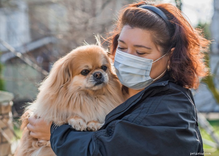 DIY Homemade Dog Dental Spray: Safe, Natural, and Effective Freshness