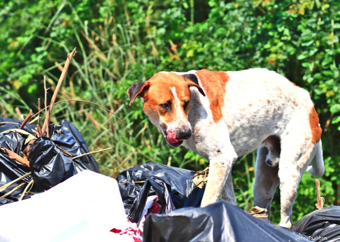 DIY Homemade Dog Dental Spray: Safe, Natural, and Effective Freshness