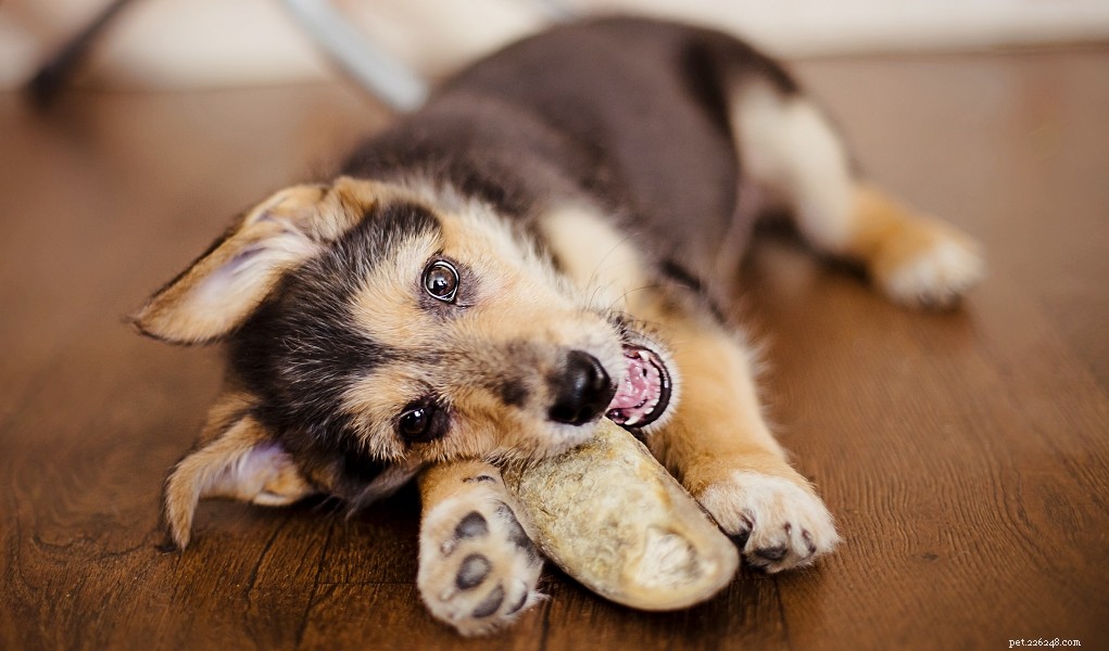 Immediate Steps to Take If Your Dog Swallows Something Harmful