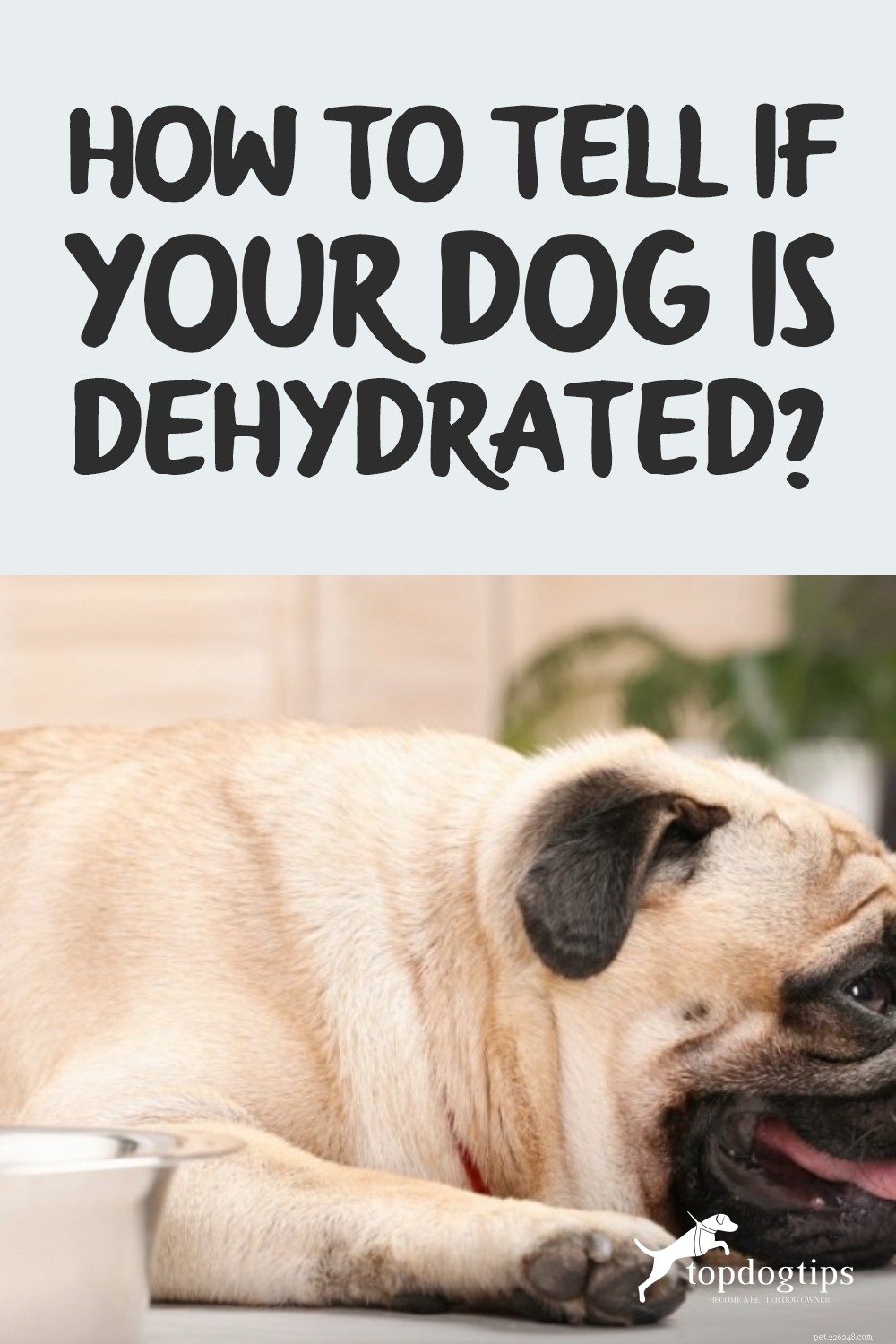 Spotting Dehydration in Dogs: Signs, Prevention, and Vet Care
