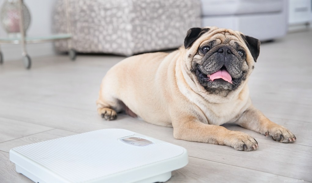 Spotting an Overweight Dog: Quick Signs & Tips
