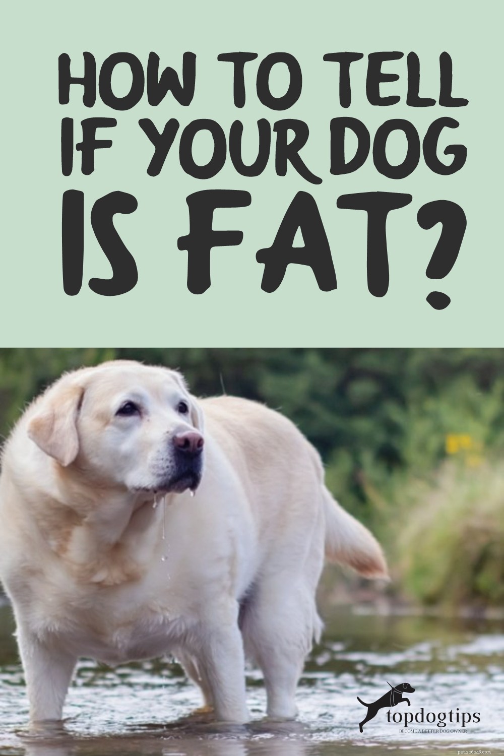 Spotting an Overweight Dog: Quick Signs & Tips