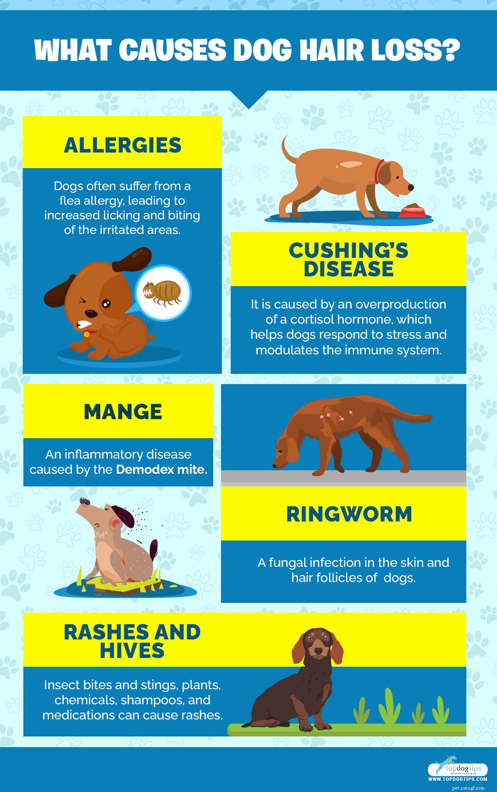 Understanding Dog Hair Loss: 5 Causes & Effective Solutions