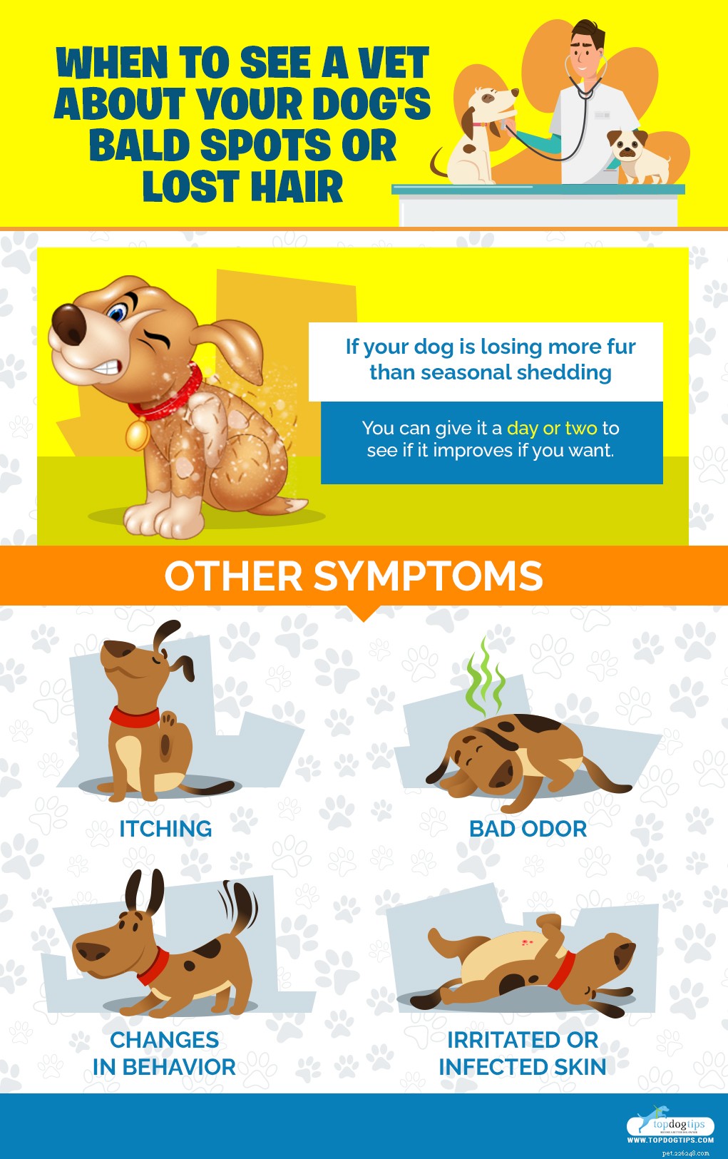 Understanding Dog Hair Loss: 5 Causes & Effective Solutions