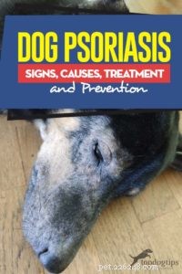 Dog Psoriasis: Recognizing Symptoms, Causes, Effective Treatments & Prevention Tips