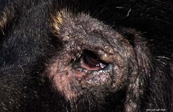 Dog Psoriasis: Recognizing Symptoms, Causes, Effective Treatments & Prevention Tips