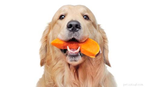How to Firm Up Your Dog’s Stool Safely and Effectively
