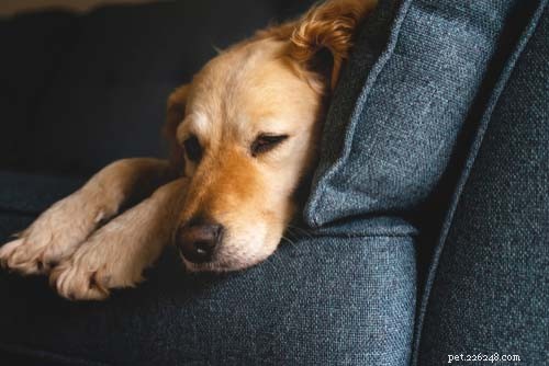 How to Firm Up Your Dog’s Stool Safely and Effectively