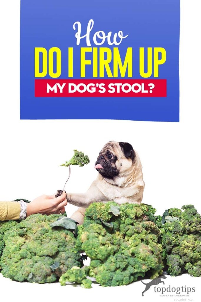 How to Firm Up Your Dog’s Stool Safely and Effectively