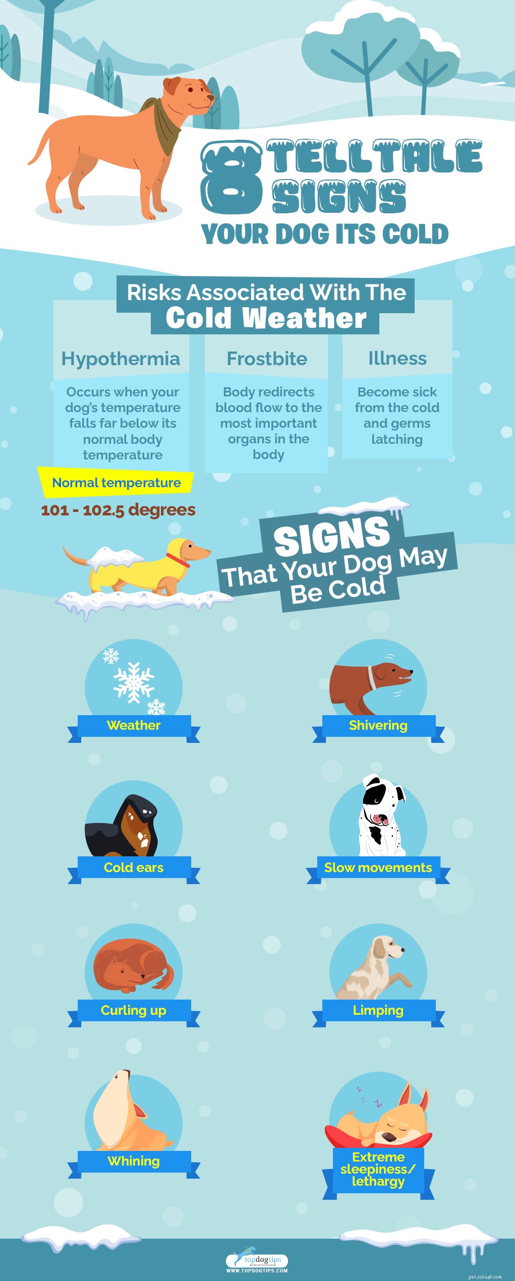 8 Clear Indicators Your Dog Is Feeling Cold – What to Do