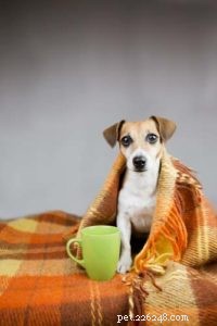 8 Clear Indicators Your Dog Is Feeling Cold – What to Do