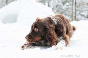 8 Clear Indicators Your Dog Is Feeling Cold – What to Do
