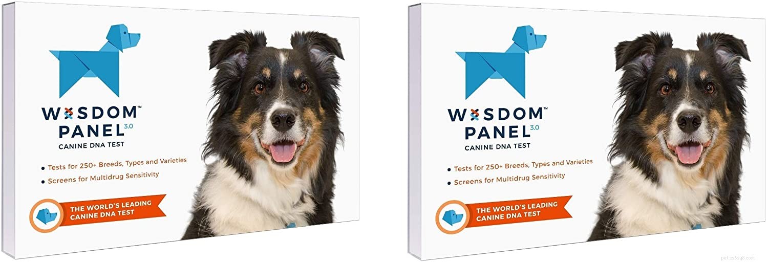 How Accurate Are Dog DNA Tests? A Clear Guide to Reliability and Breed Identification