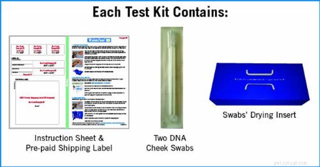 How Accurate Are Dog DNA Tests? A Clear Guide to Reliability and Breed Identification
