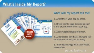 How Accurate Are Dog DNA Tests? A Clear Guide to Reliability and Breed Identification